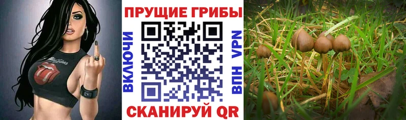 Галлюциногенные грибы MAGIC MUSHROOMS  купить наркоту  Белозерск 